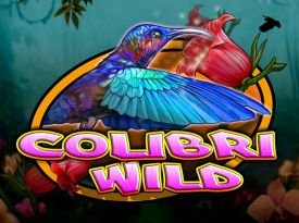Colibri Wild