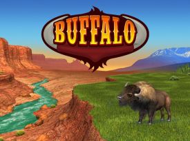 Video Bingo - Buffalo