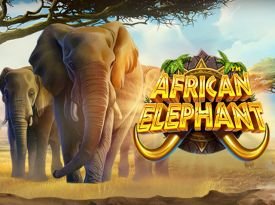 African Elephant™