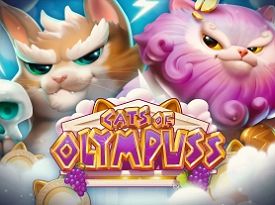 Cats of Olympuss