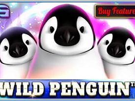 Wild Penguin